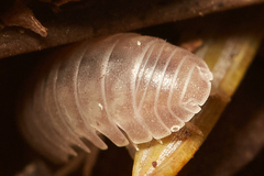 Venezillo microphthalmus