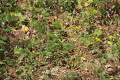 Solidago ulmifolia ulmifolia