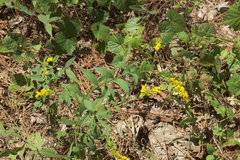 Solidago ulmifolia ulmifolia