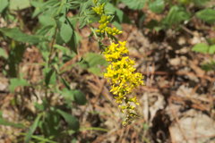 Solidago ulmifolia ulmifolia
