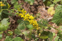 Solidago ulmifolia ulmifolia