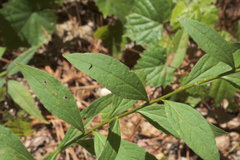 Solidago ulmifolia ulmifolia