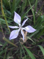 Moraea simulans