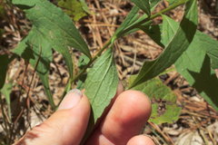 Solidago ulmifolia ulmifolia