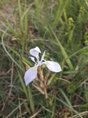 Moraea simulans
