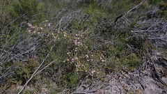 Leptospermum rotundifolium