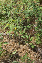 Solidago ulmifolia ulmifolia