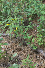 Solidago ulmifolia ulmifolia