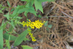 Solidago ulmifolia ulmifolia