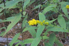 Solidago ulmifolia ulmifolia