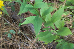 Solidago ulmifolia ulmifolia
