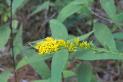 Solidago ulmifolia ulmifolia
