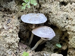 Micropsalliota pusillissima