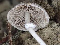 Micropsalliota pusillissima