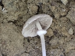 Micropsalliota pusillissima