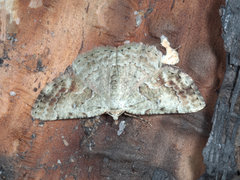 Aeolochroma melaleucae