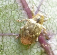 Aneuma compta