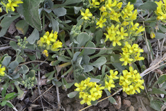 Physaria bellii