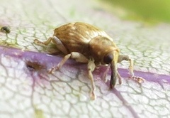 Aneuma compta