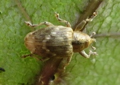 Aneuma compta