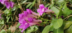 Mansoa alliacea