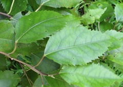 Aneuma compta
