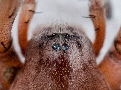 Genus Sidydrassus · iNaturalist