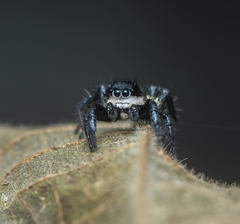 Stenaelurillus albus