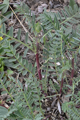 Astragalus bisulcatus