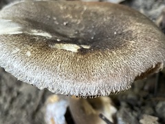 Volvariella caesiotincta