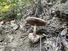Volvariella caesiotincta