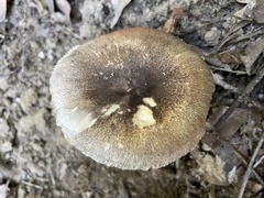 Volvariella caesiotincta