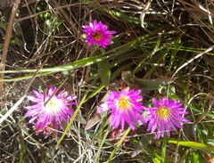 Delosperma carolinense
