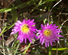 Delosperma carolinense