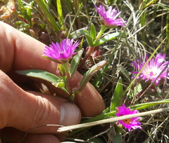 Delosperma carolinense