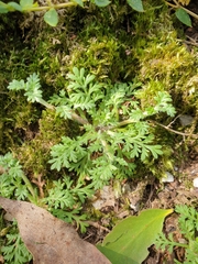 Brachyscome stuartii