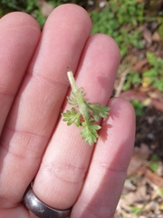 Brachyscome stuartii