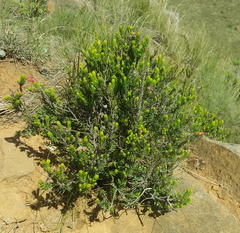 Erica oatesii