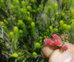Erica oatesii