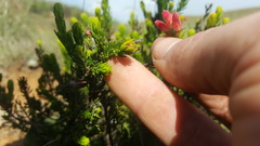 Erica oatesii