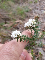 Epacris breviflora