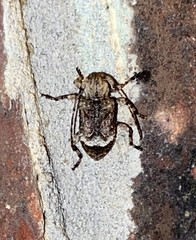 Leptostylus transversus