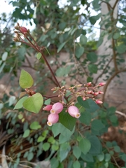 Jatropha riojae