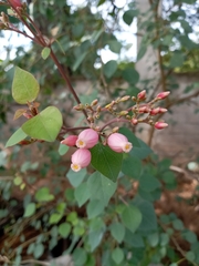 Jatropha riojae