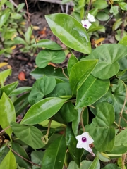 Ipomoea sagittifolia