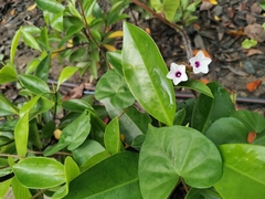 Ipomoea sagittifolia