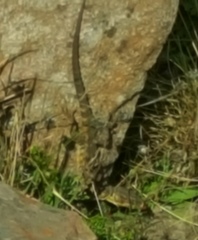 Pseudocordylus melanotus