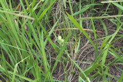 Cyperus echinatus