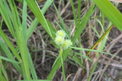 Cyperus echinatus