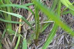 Cyperus echinatus